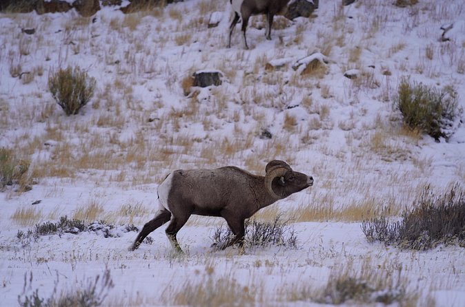 3-Hours Private Tour Grand Teton National Park & Jackson Hole - Flexibility with Cancellation and Booking