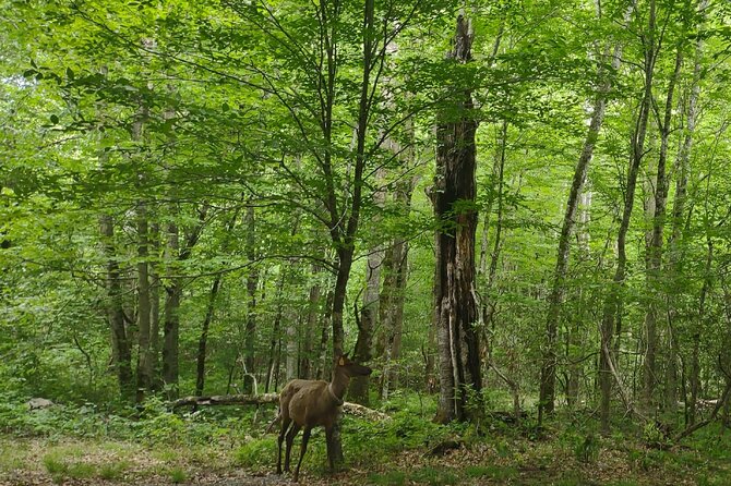 (3 HR) Guided Scenic UTV Adventure - Accessibility, Weather, and Practical Tips