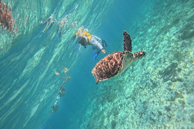 3 in 1 Jungle Speedboat and Snorkeling in Cancun - Snorkeling at the Mayan Reef – Vibrant Marine Life and Support