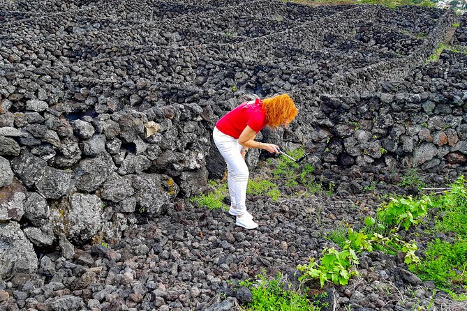 3 in 1 Tour from The Mountain to Cave with Wine - Volcanic Wine Tasting at a Biscoitos Winery