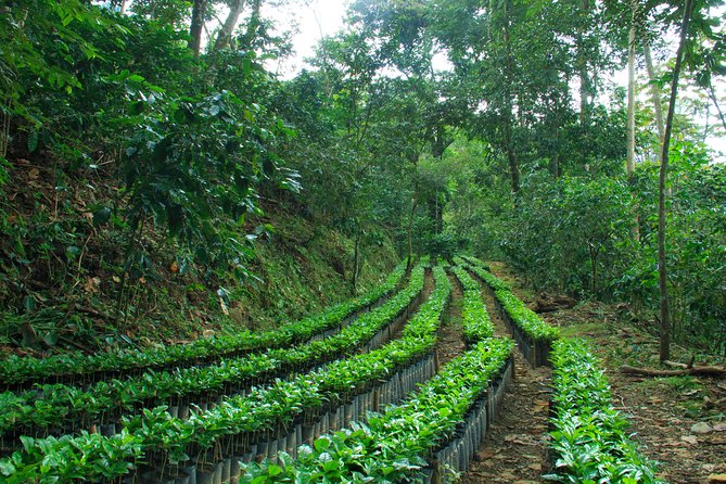 3 Levels of Huatulco the coffee you've been looking for - Scenic Sierra Madre Landscapes and Mountain Views
