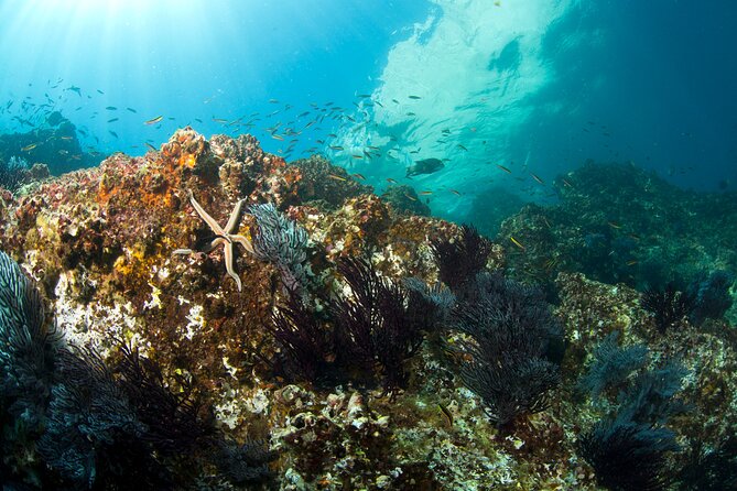 3 Tank Combo Cabo Reserve & Corridor, Certified Divers with MANTA - The Opportunity to See Migrating Whales