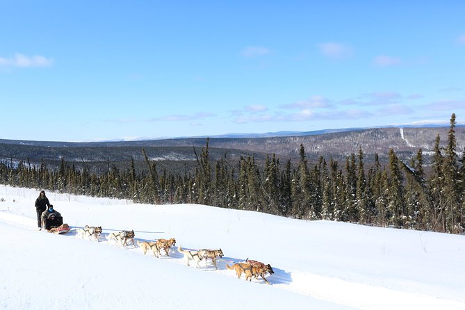 30-minute Dog Sledding Tour in Fairbanks (without transportation) - Thrilling 30-Minute Dog Sledding Tour in Fairbanks for $100