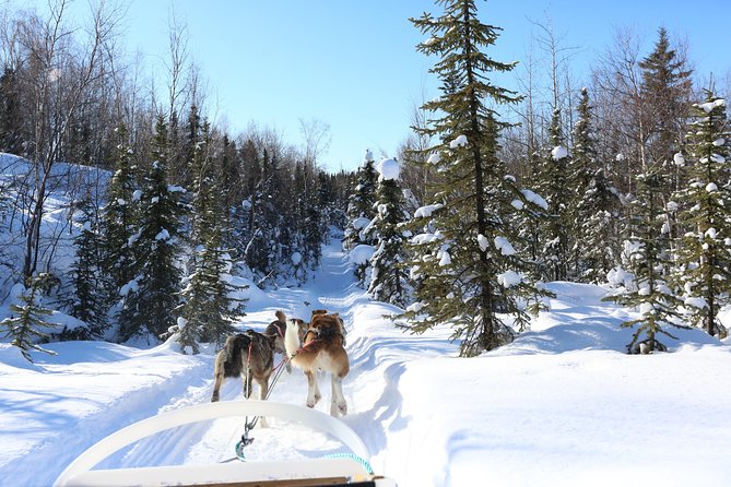 30-minute Dog Sledding Tour in Fairbanks (without transportation) - Start at Arctic Winter Adventures in Fairbanks