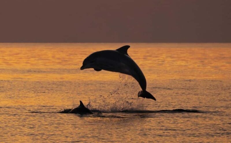 3hours Dolphin Sunset watching with unlimited drinks +dinner - Scenic Cruise Through Kamenjak Nature Park