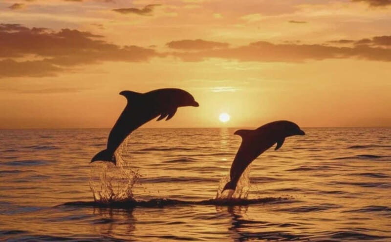 3hours Dolphin Sunset watching with unlimited drinks +dinner - The Authentic Dinner and Unlimited Drinks