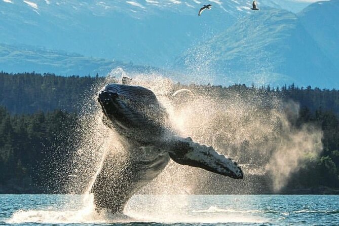 3hr Custom Private Tour of Ketchikan (4 People) Wildlife + More - Explore Ketchikan with a Personalized 3-Hour Private Tour
