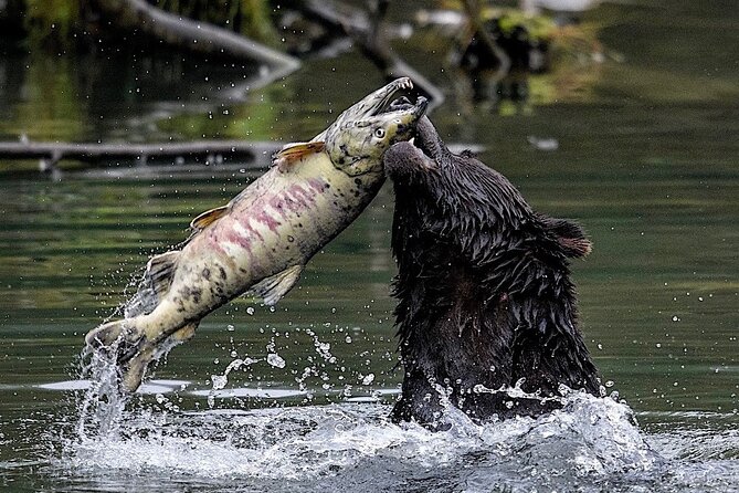 3hr Custom Private Tour of Ketchikan (4 People) Wildlife + More - The Booking Process and Cancellation Policy