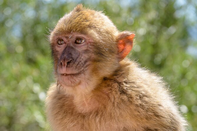 3hrs Private Tour in Gibraltar Historical Tunnel Tour - Exploring Gibraltar’s Military Past at The Great Siege Tunnels