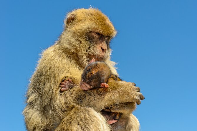 3hrs Private Tour in Gibraltar Historical Tunnel Tour - WWII Tunnels and Willis’s Road: The Heart of Gibraltar’s Tunneling History