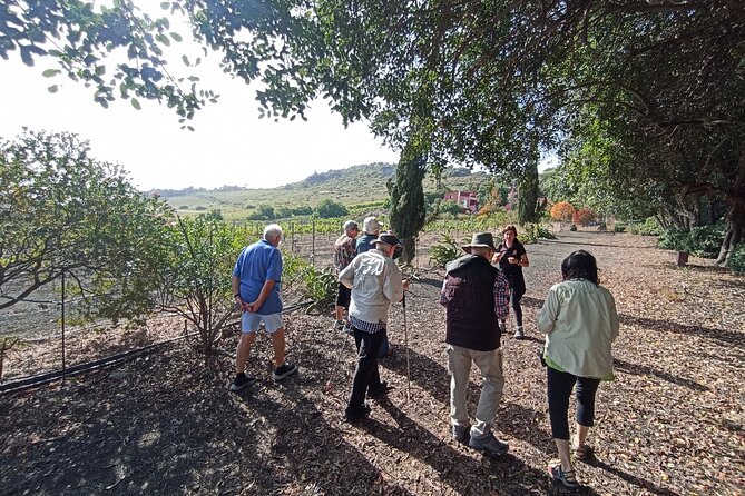 4.5 hours Private tour, the best and highlights of Gran Canaria. - Final Thoughts on the Gran Canaria Highlights Tour