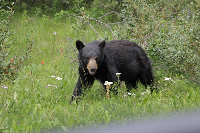 4-Day Canadian Rockies & Banff Classic Summer Tour - Frequently Asked Questions