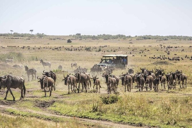 4 Day Safari Maasai Mara, Lake Nakuru and Lake Naivasha - Key Points