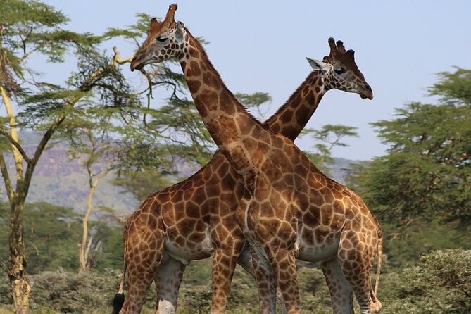 4 Day Safari Maasai Mara, Lake Nakuru and Lake Naivasha - Whats Included and Whats Not