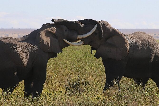 4 Day Safari Maasai Mara, Lake Nakuru and Lake Naivasha - Real-World Experience and Guest Feedback