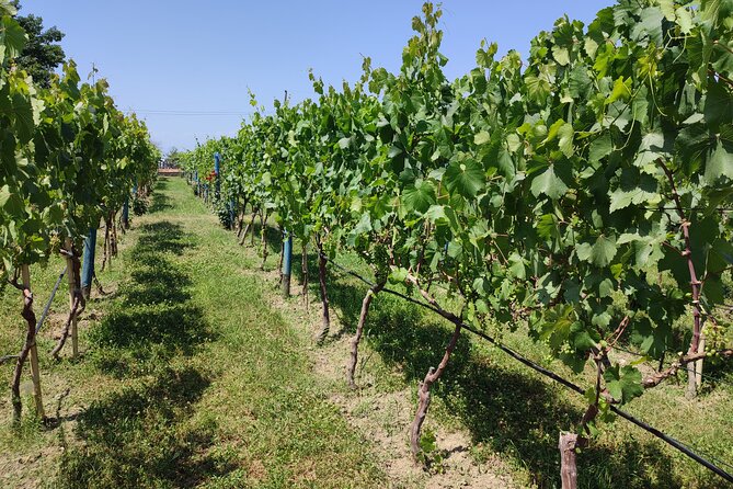 4 Group Tours Including Airport Transfers - What Sets This Tour Apart