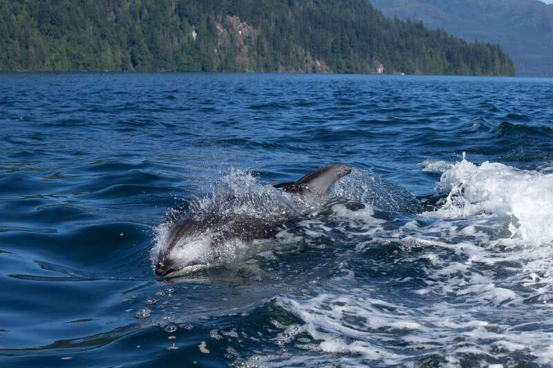 4 Hour Campbell River Whale & Wildlife Tour | Discovery West - Explore the 4-Hour Campbell River Whale & Wildlife Tour with Discovery West
