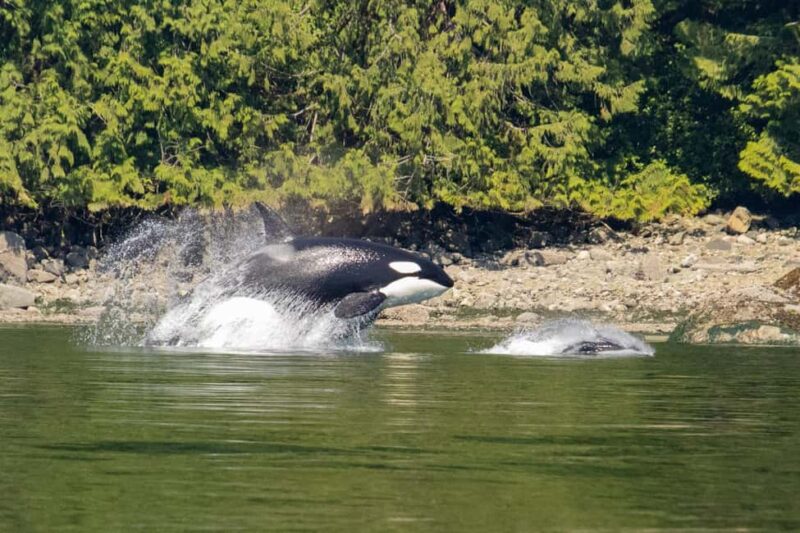 4 Hour Campbell River Whale & Wildlife Tour | Discovery West - Key Points