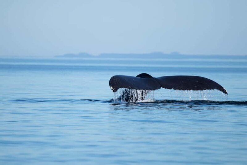 4 Hour Campbell River Whale & Wildlife Tour | Discovery West - The Boat: Custom Design and Comfort Features