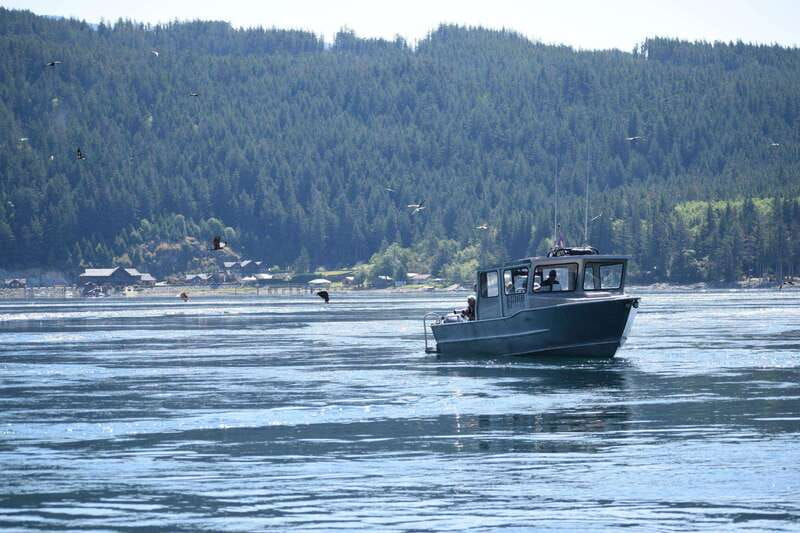 4 Hour Campbell River Whale & Wildlife Tour | Discovery West - What Wildlife to Expect on This Coastal Adventure
