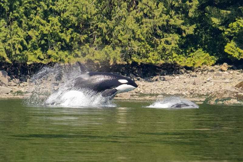 4 Hour Campbell River Whale & Wildlife Tour | Discovery West - The Scenic Views of Discovery Passage
