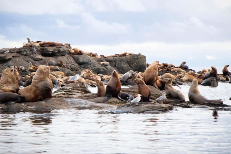 4 Hour Campbell River Whale & Wildlife Tour | Discovery West - The Experience: Wildlife Encounters and Photography Opportunities