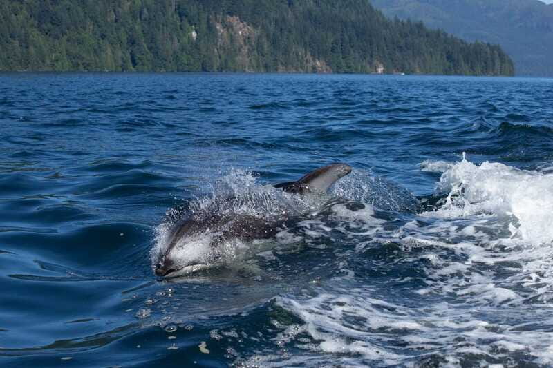 4 Hour Campbell River Whale & Wildlife Tour | Discovery West - Practical Tips for Participants