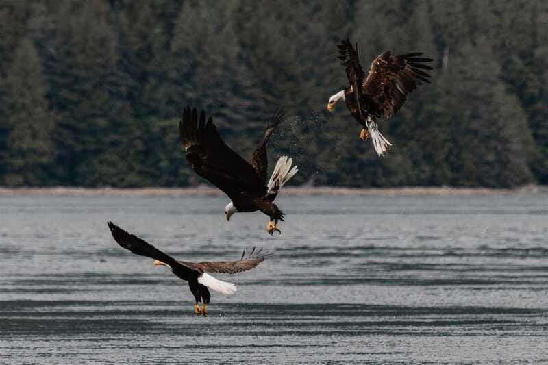 4 Hour Campbell River Whale & Wildlife Tour | Discovery West - Booking Flexibility and Cancellation Policy