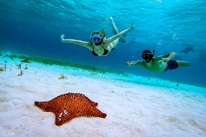 4 Hour Cozumel Reefs Snorkeling - Explore the Underwater World of Cozumel with a 4-Hour Snorkeling Tour
