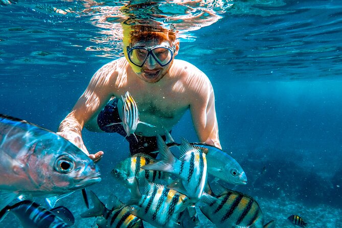 4 Hour Cozumel Reefs Snorkeling - Starting Point at Marina Cozumel for Easy Access