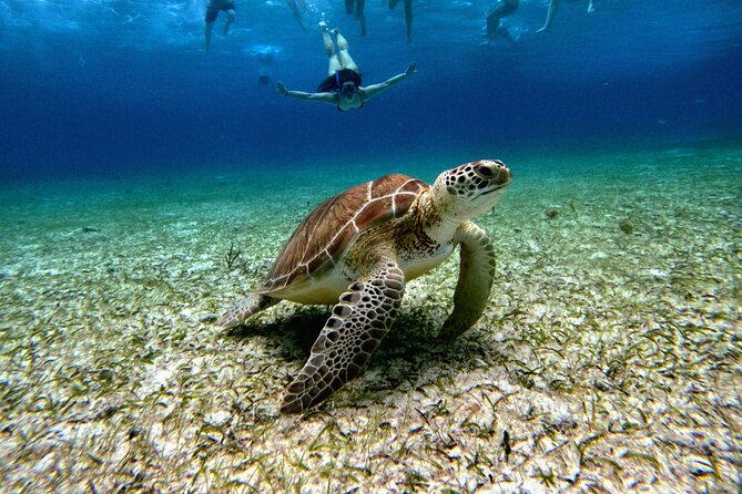 4 Hour Cozumel Turtle Sanctuary Experience on a Luxury Catamarán - Key Points