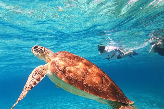 4 Hour Cozumel Turtle Sanctuary Experience on a Luxury Catamarán - Swimming with Turtles at the Cozumel Turtle Sanctuary