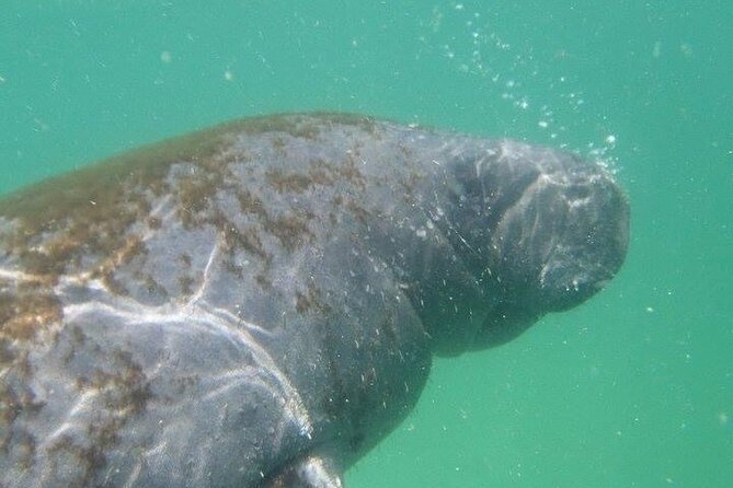 4 Hour Egmont Key Island Tour With Dolphins & Snorkeling Included - Discover the 4 Hour Egmont Key Island Tour with Dolphins & Snorkeling Included