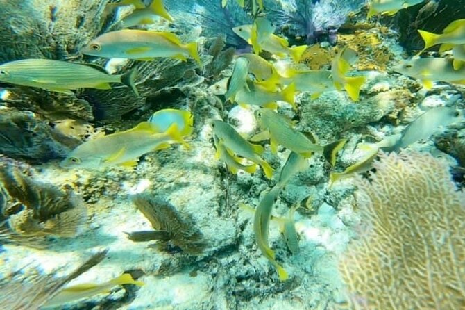 4 Hour Egmont Key Island Tour With Dolphins & Snorkeling Included - Snorkeling: Vibrant Marine Life in Sparkling Waters