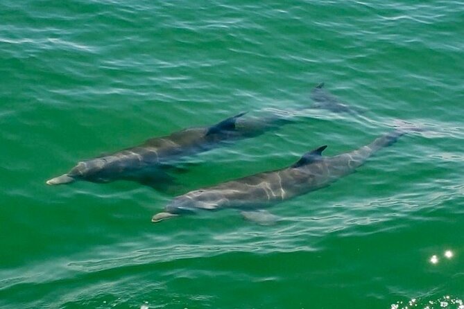 4 Hour Egmont Key Island Tour With Dolphins & Snorkeling Included - The Crew: Knowledgeable and Friendly Guides