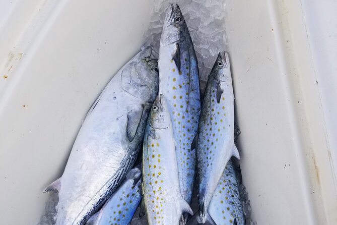 4-hour Fishing Adventure at Belleair Causeway - The Peace of Mind with a Well-Prepared Guide