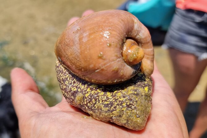 4 hour Kayak & Snorkeling Tour in Ria Formosa Natural park - Considering the Physical Aspects of the Tour