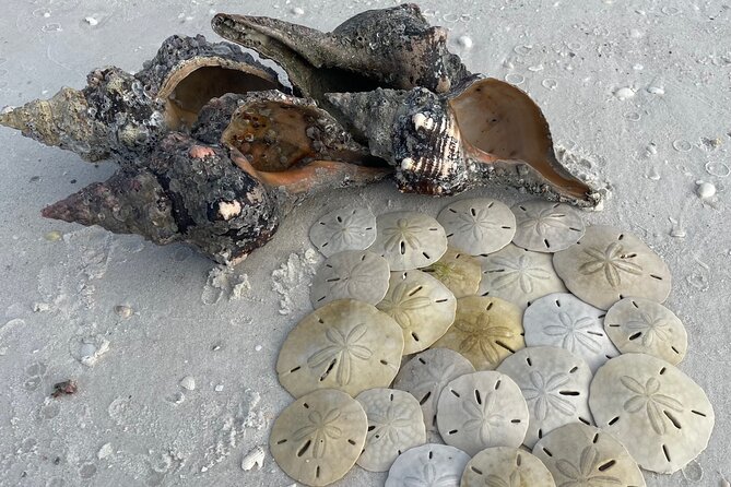 4 Hour Kice Island Shelling Trip - Key Points