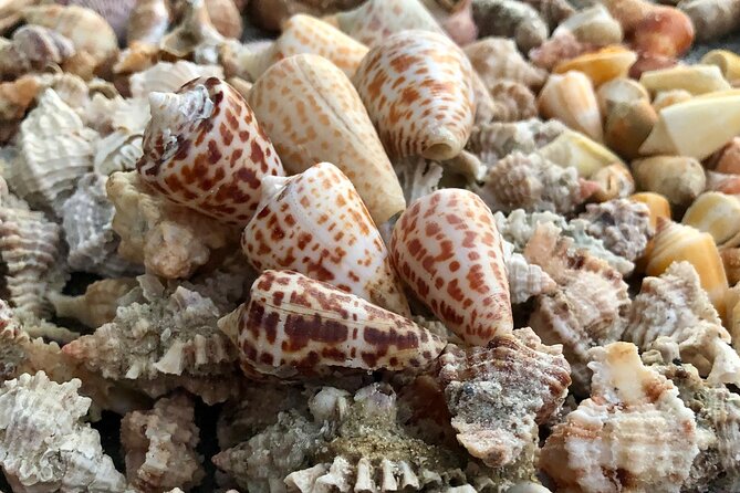 4 Hour Kice Island Shelling Trip - The Role of Guides: Knowledge and Hospitality