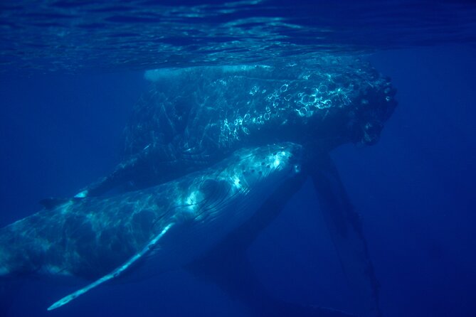 4-Hour Makena Whale Watch Tour - Meet at the Makena Starting Point in Kihei