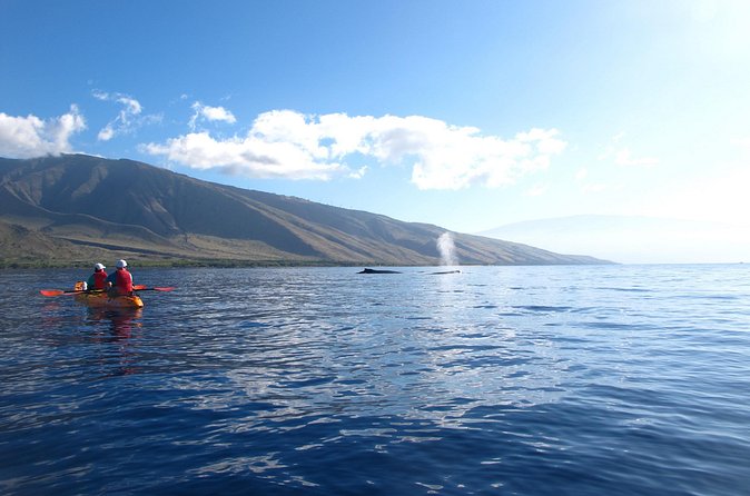 4-Hour Makena Whale Watch Tour - Snorkeling with Green Sea Turtles