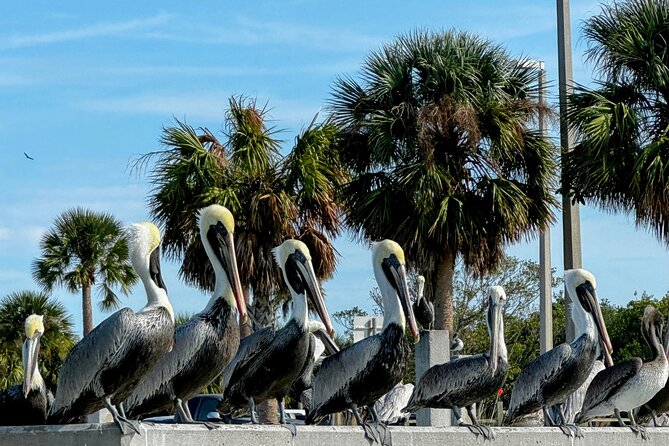 4-Hour Mangrove Island and Dolphin Watch Sandbar in Fort Pierce - Key Points