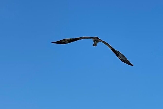 4-Hour Mangrove Island and Dolphin Watch Sandbar in Fort Pierce - Learning About the Mangroves and Coastal Ecosystem