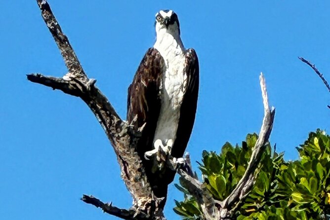 4-Hour Mangrove Island and Dolphin Watch Sandbar in Fort Pierce - Flexibility and Booking Considerations