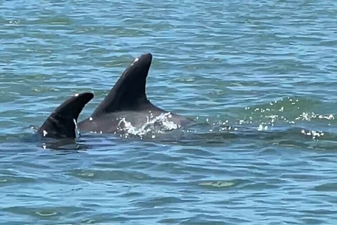 4-Hour Mangrove Island and Dolphin Watch Sandbar in Fort Pierce - Why This Tour Appeals to Eco-Lovers and Families