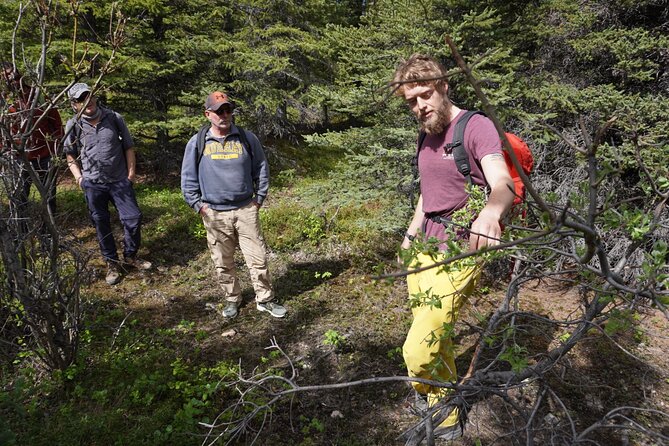 4 Hour Off-Trail Hiking Tour in Denali - The Experience of Wild Blueberry Tasting