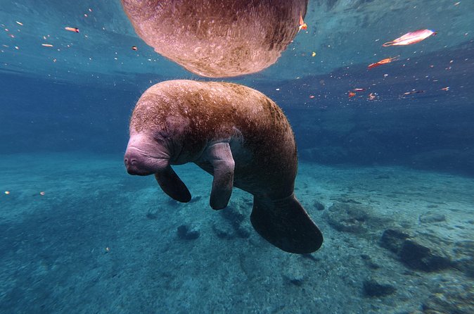 4 Hour Paddle Board Rental - Opportunities to See Manatees Year-Round