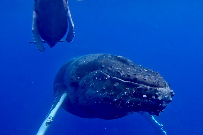 4-Hour Private Charter Adventures in Kona Coast - Key Points