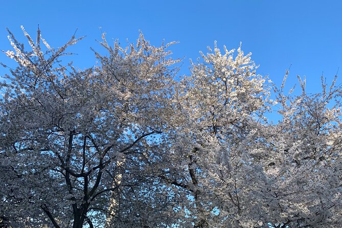 4- Hour Private customizable Washington DC Tour - Washington DC in Four Hours: A Practical Guide