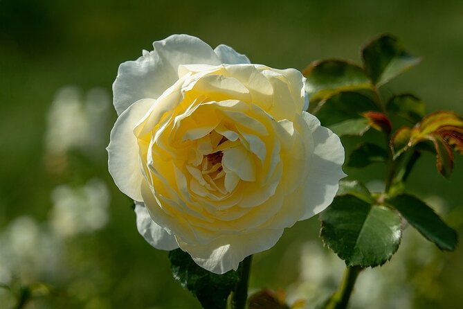 4-Hour Private Tour. Marie Antoinette's Trianon & Hamlet - Key Points